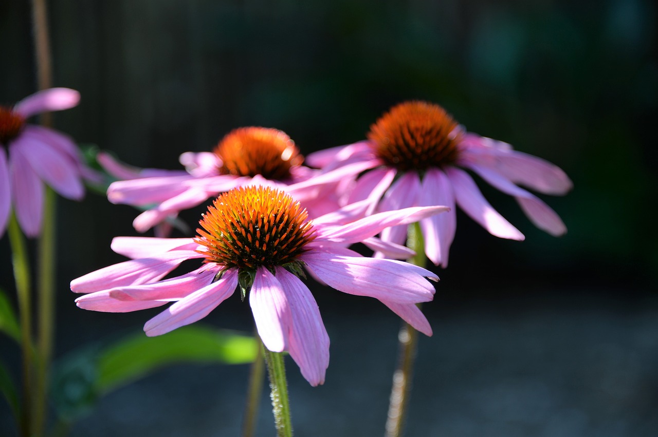 echinacea purpurea sun hat flower free photo