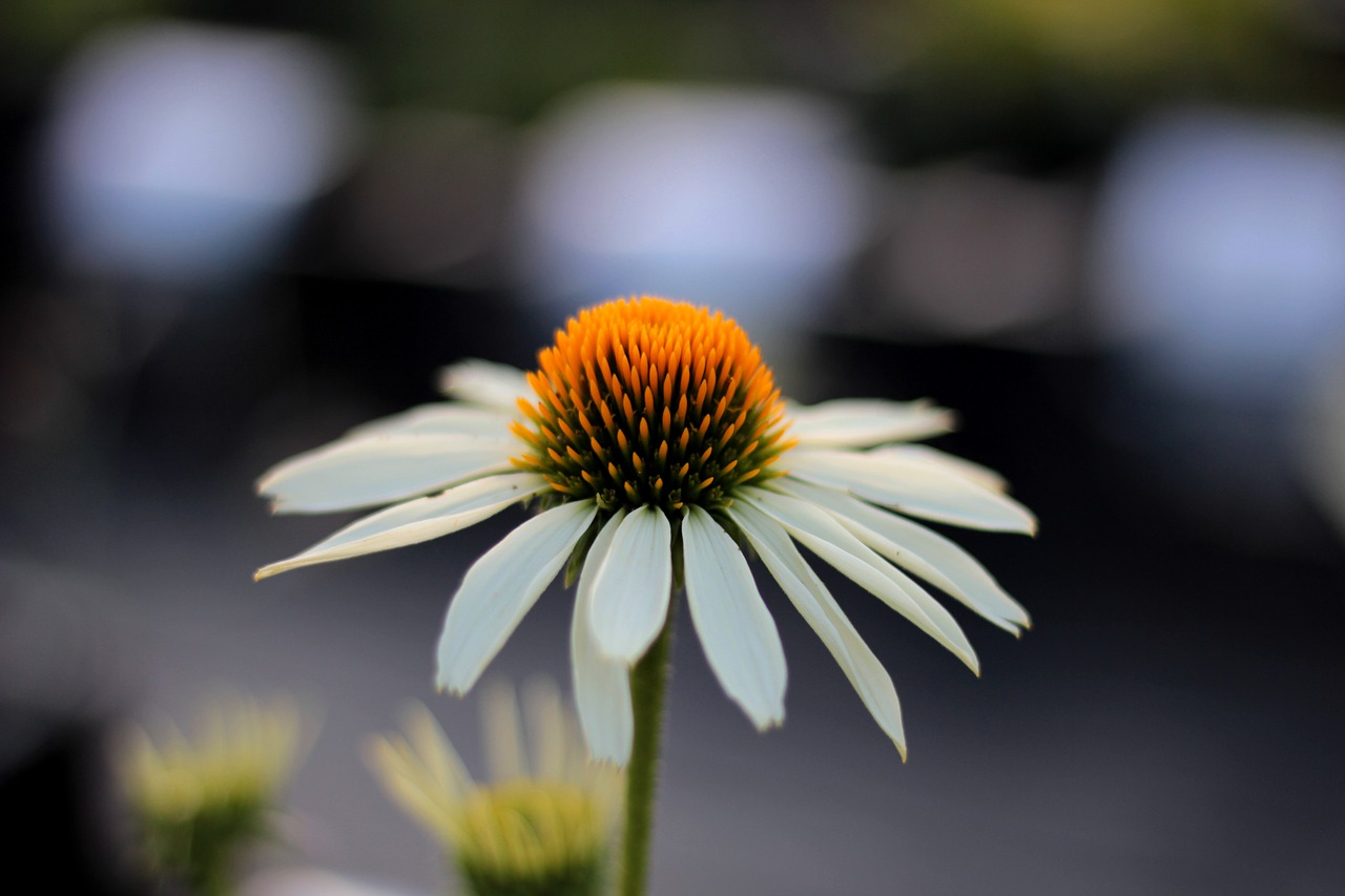 echinacea purpurea 'white swan  sun hat  white free photo