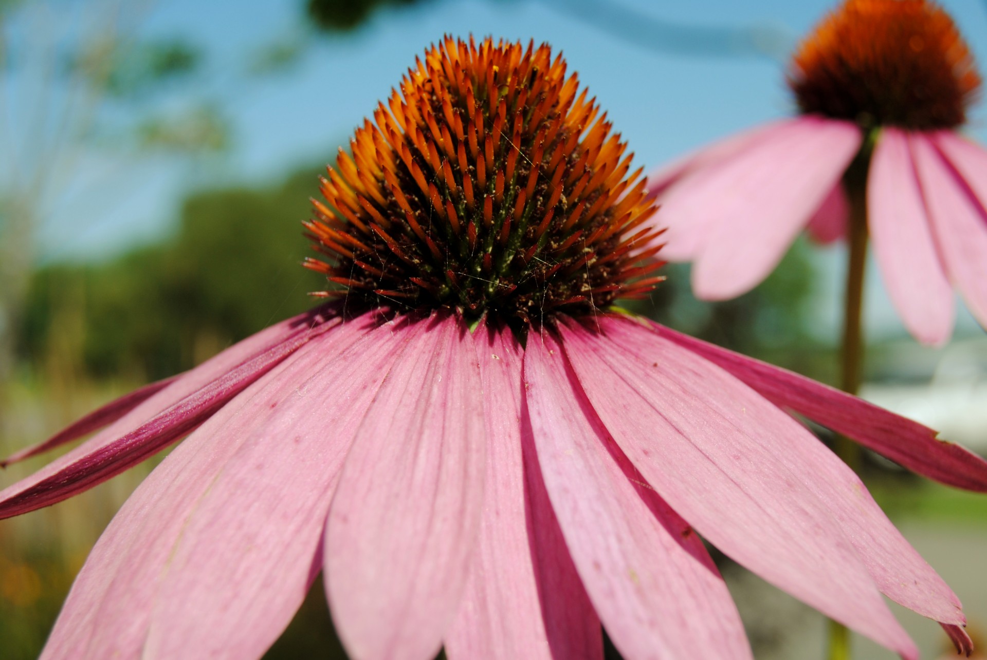 flower flowers purple free photo