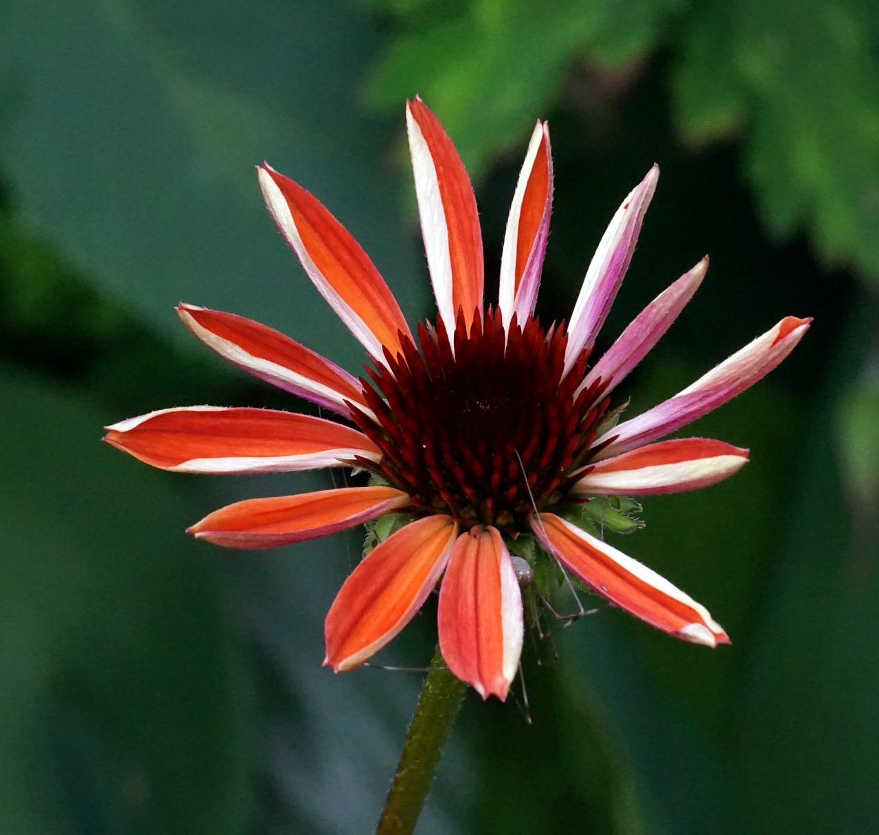 echinazea  flower  blossom free photo