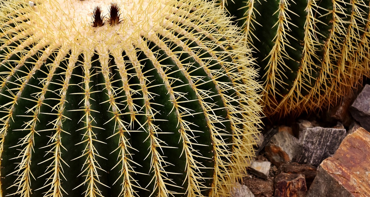 echinocactus mexico rip free photo