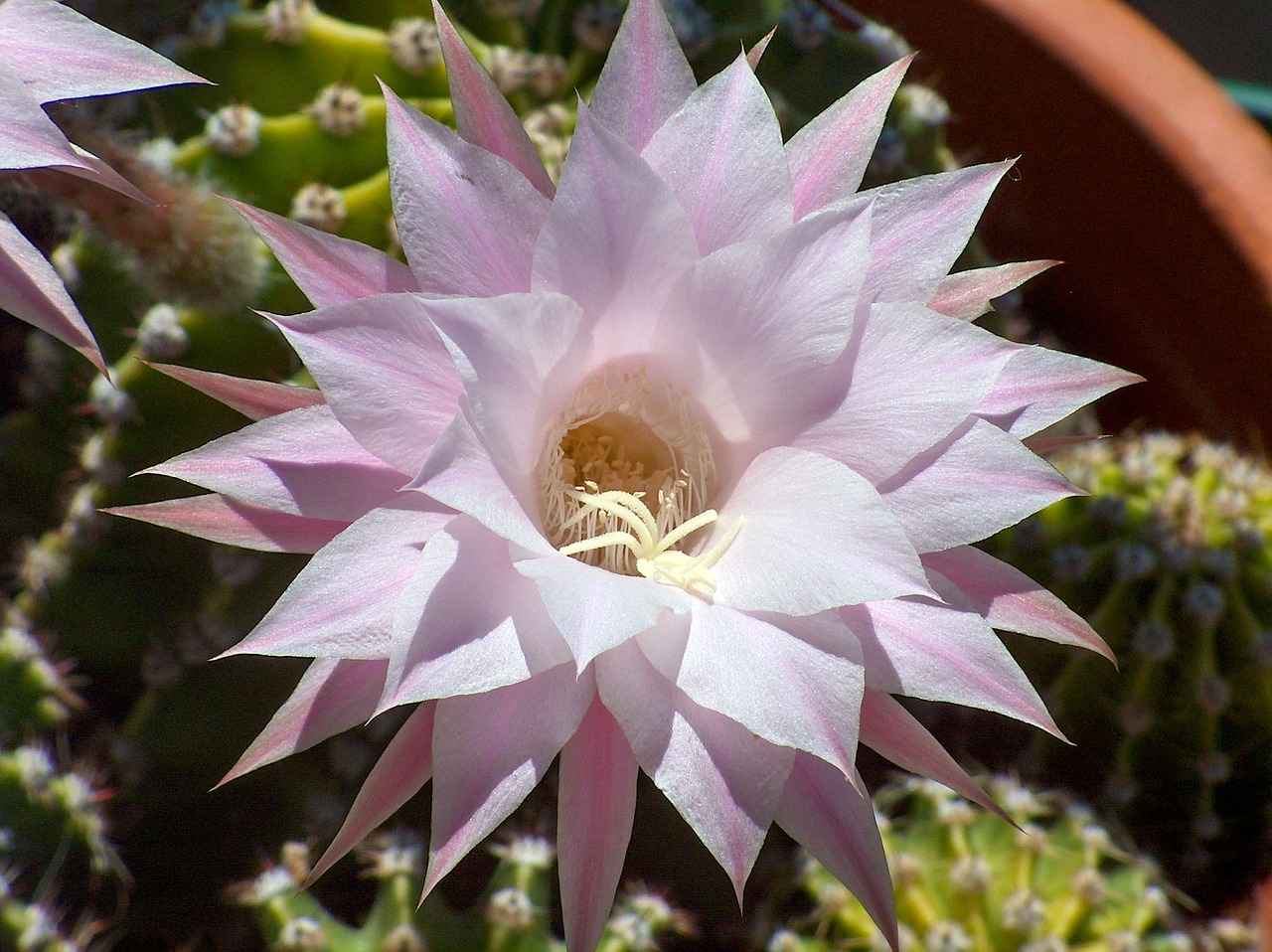 echinopsis plants garden free photo