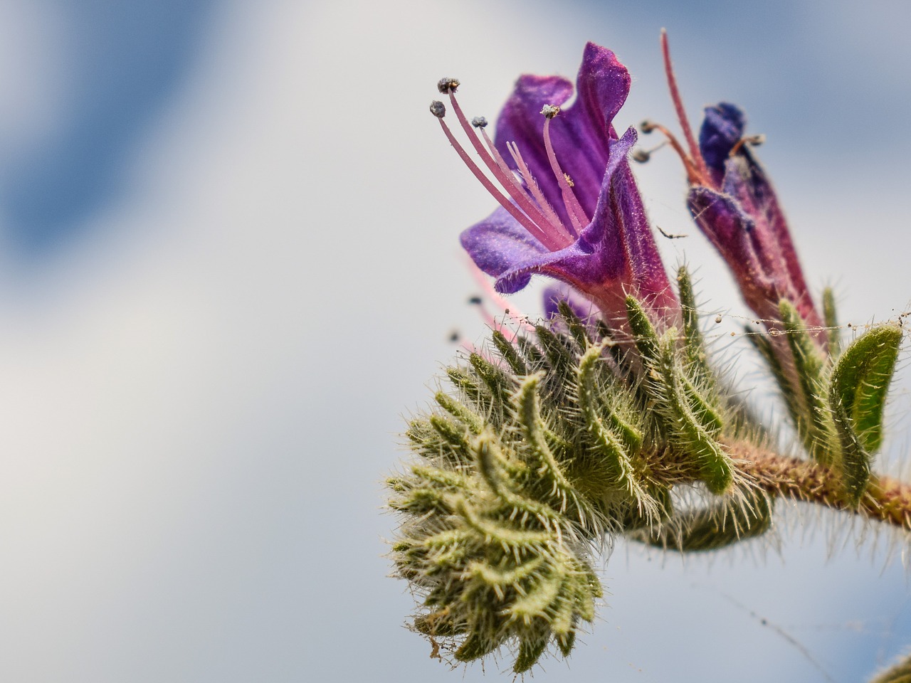 echium angustifolium wildflower purple free photo