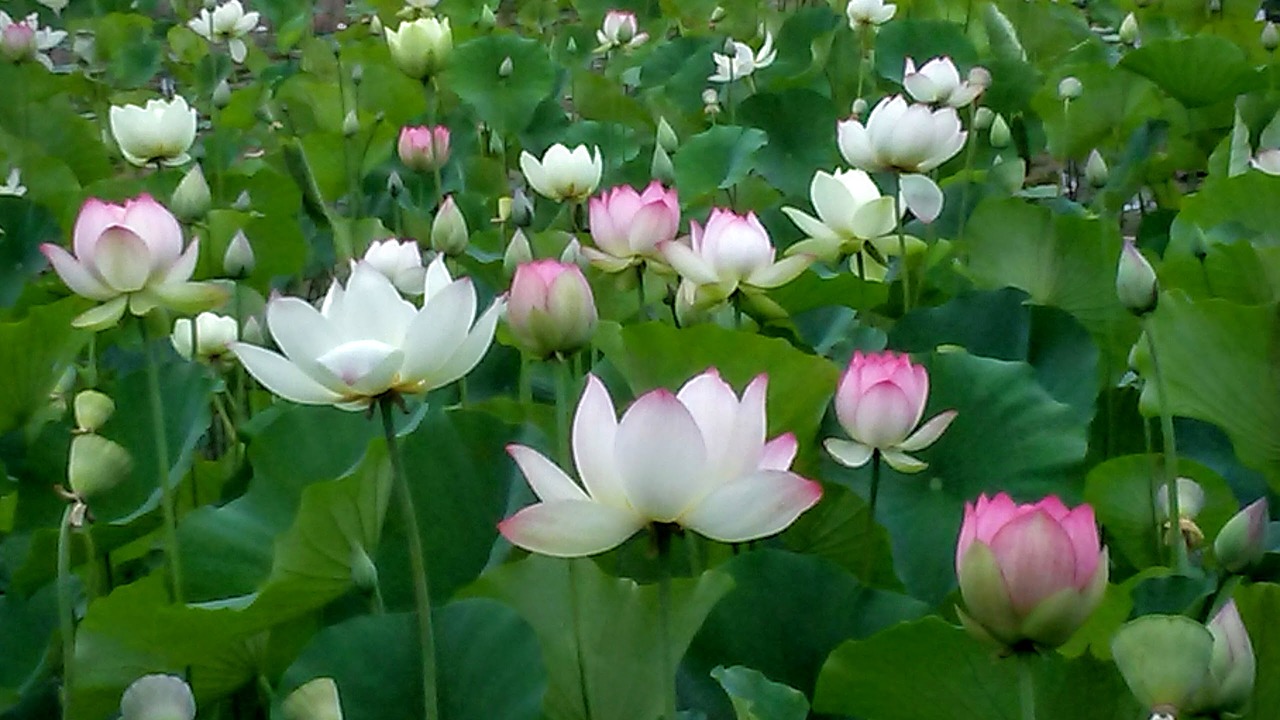 echo park lotus lotus flower free photo