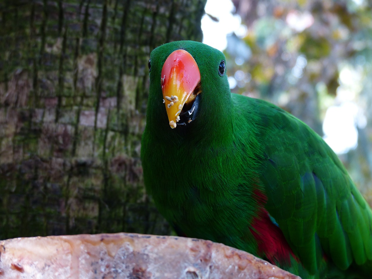 eclectus parrot food free photo