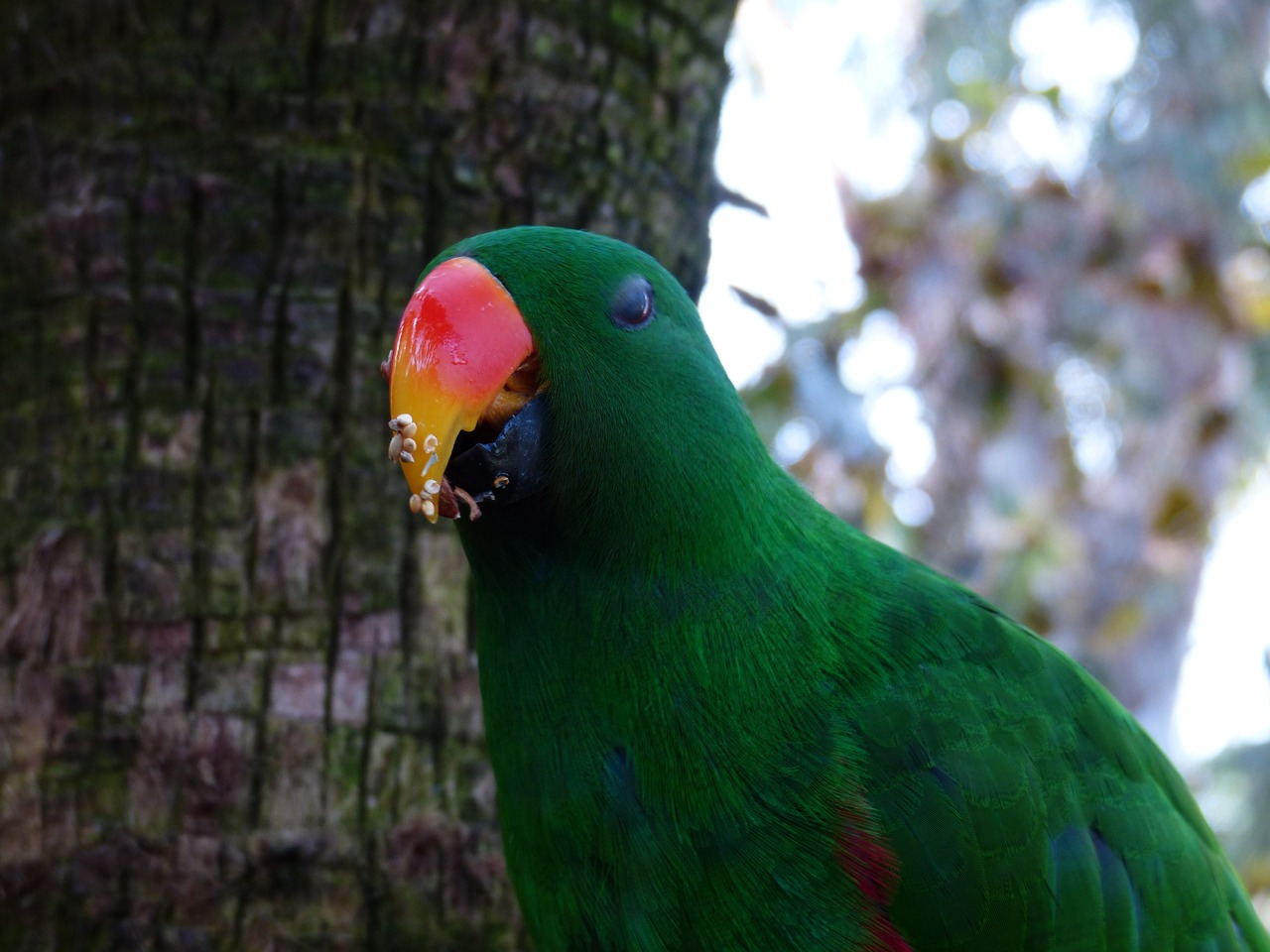eclectus parrot food free photo