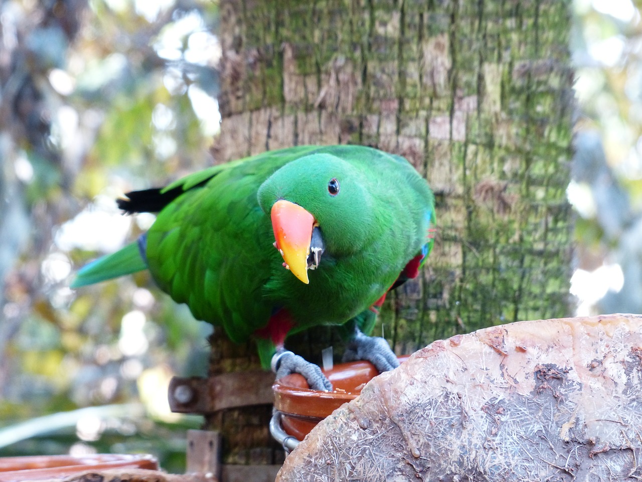 eclectus parrot parrot bird free photo