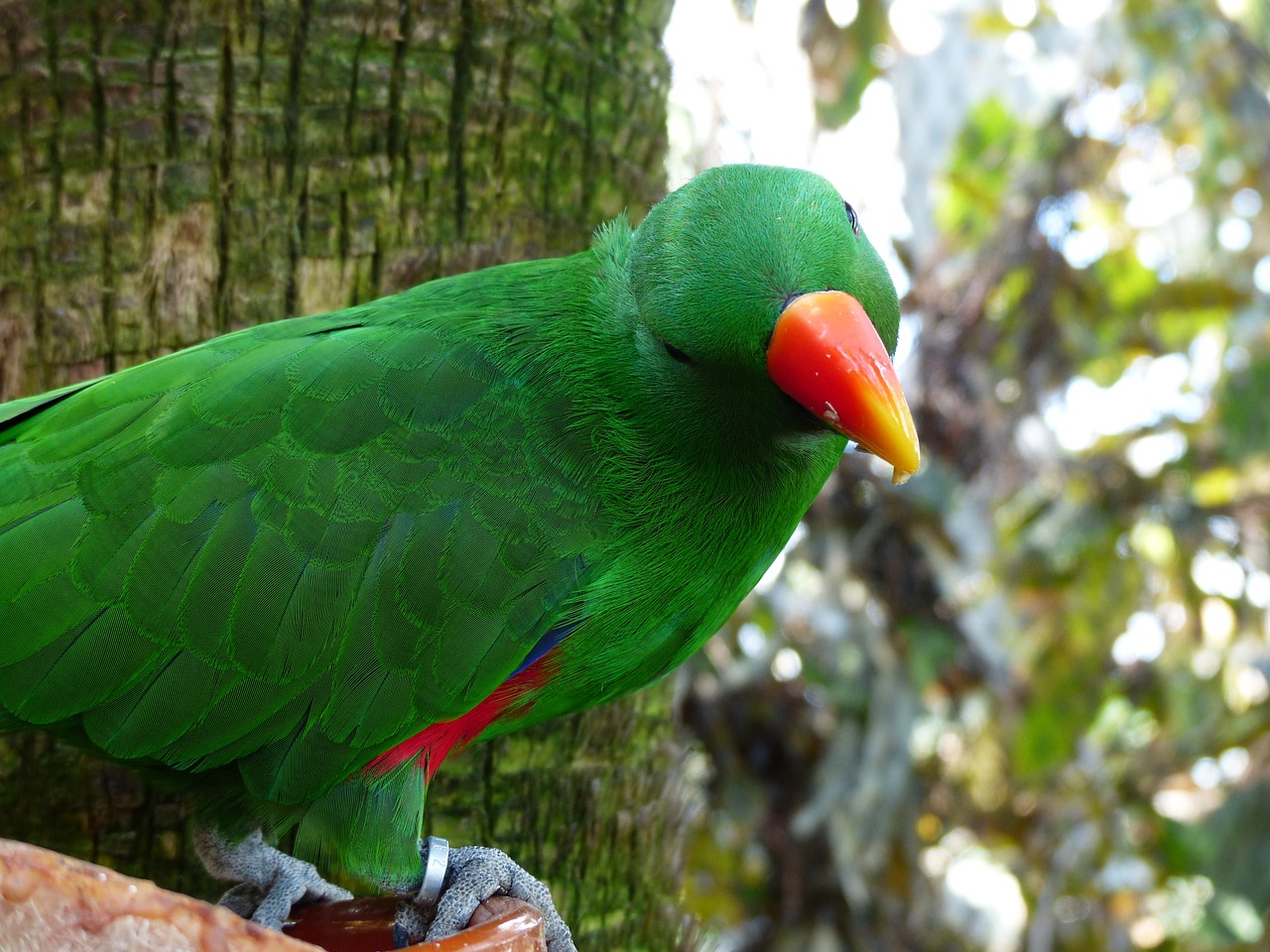 eclectus parrot parrot bill free photo