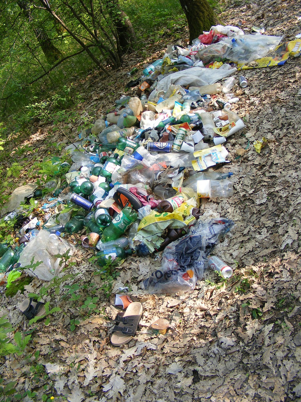 ecology forest garbage free photo