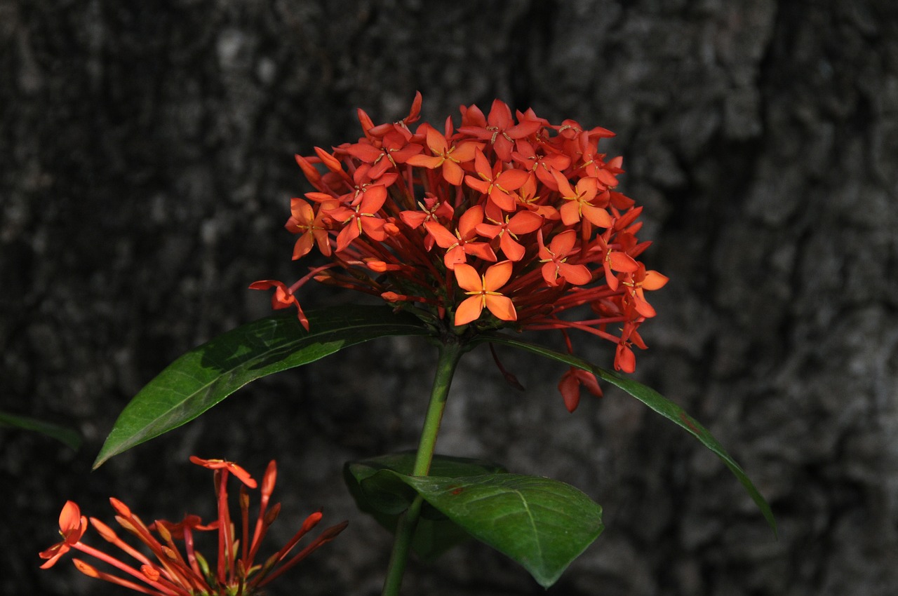 ecsória flower nature free photo