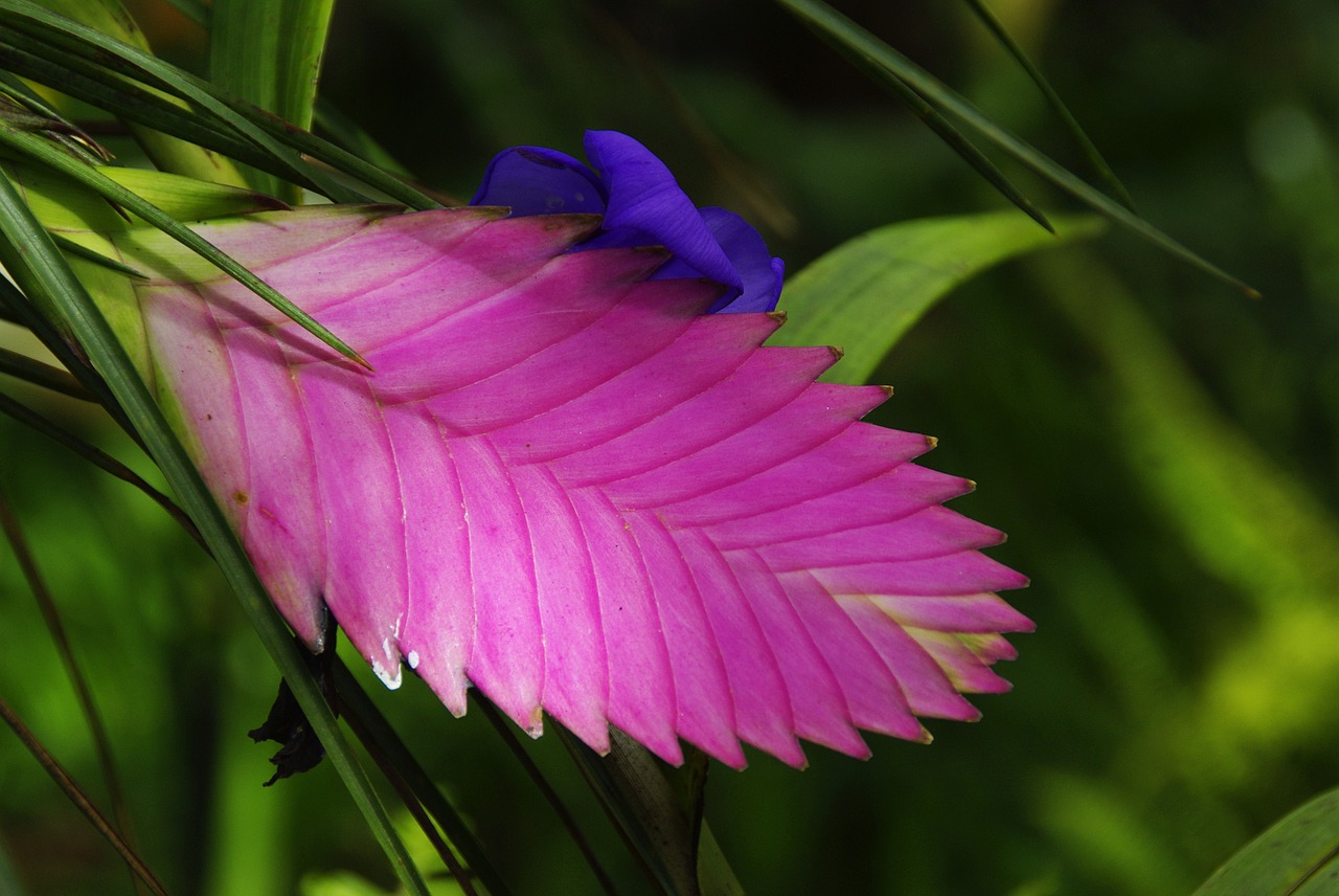 amazonie exotic flower tillandsia free photo