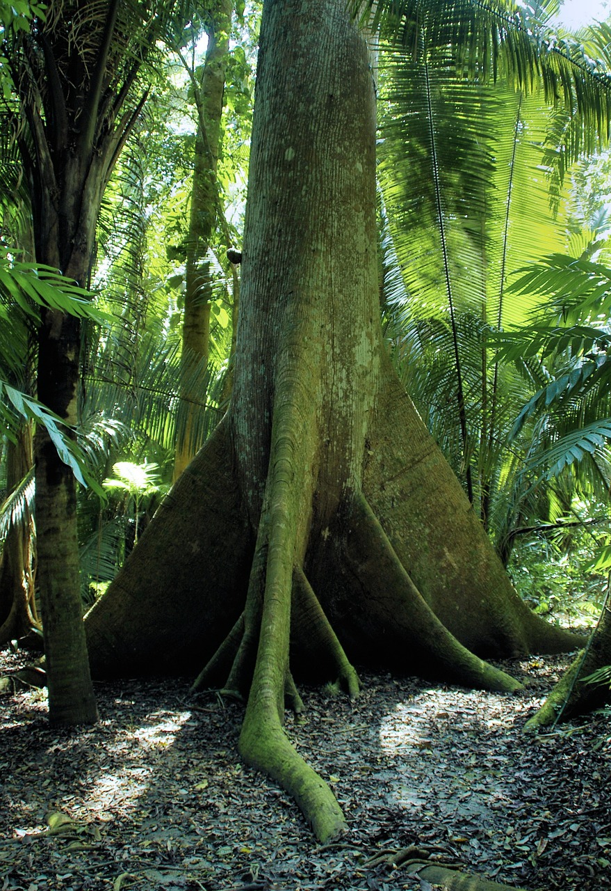 ecuador virgin forest tree free photo