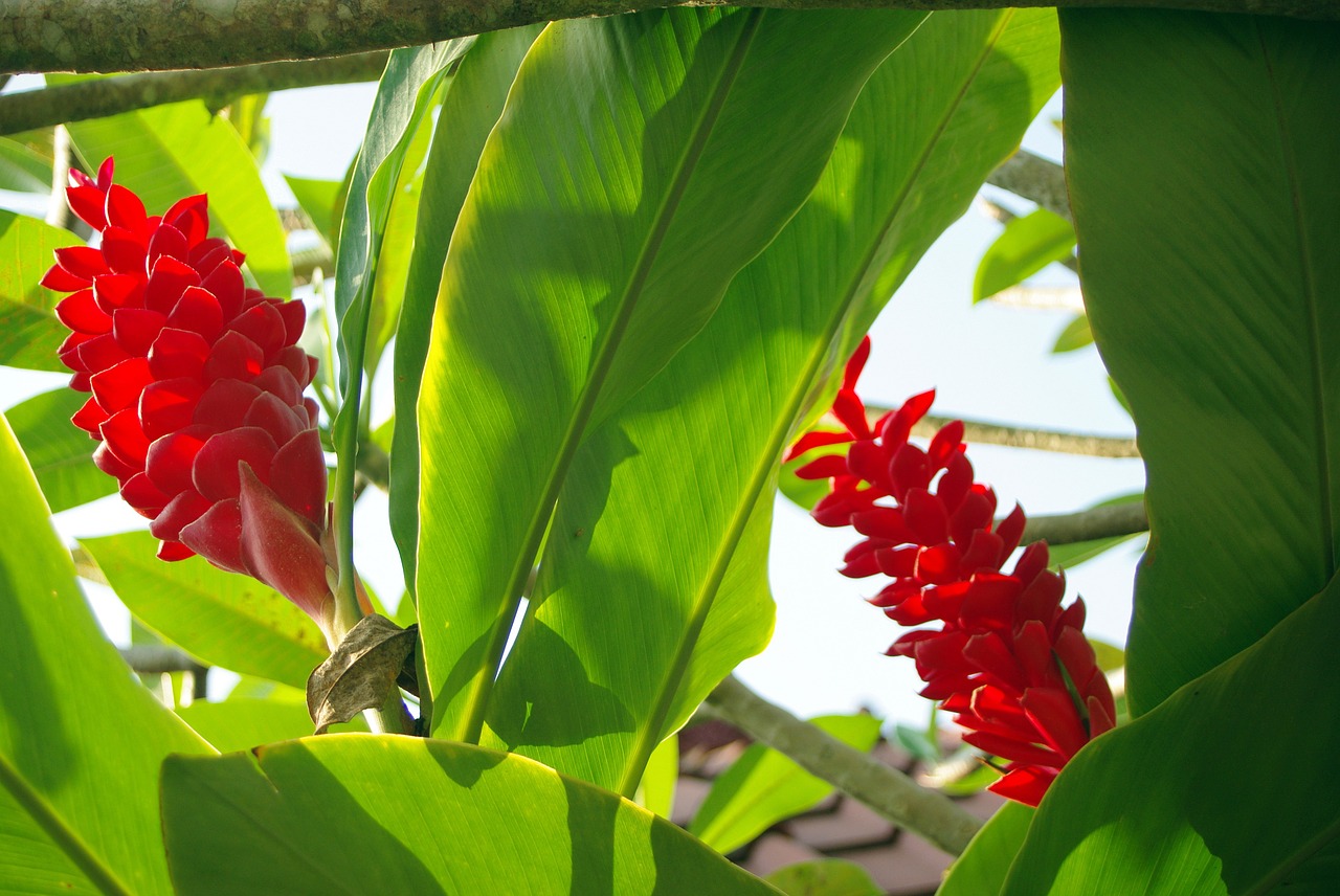 ecuador amazonie flower free photo