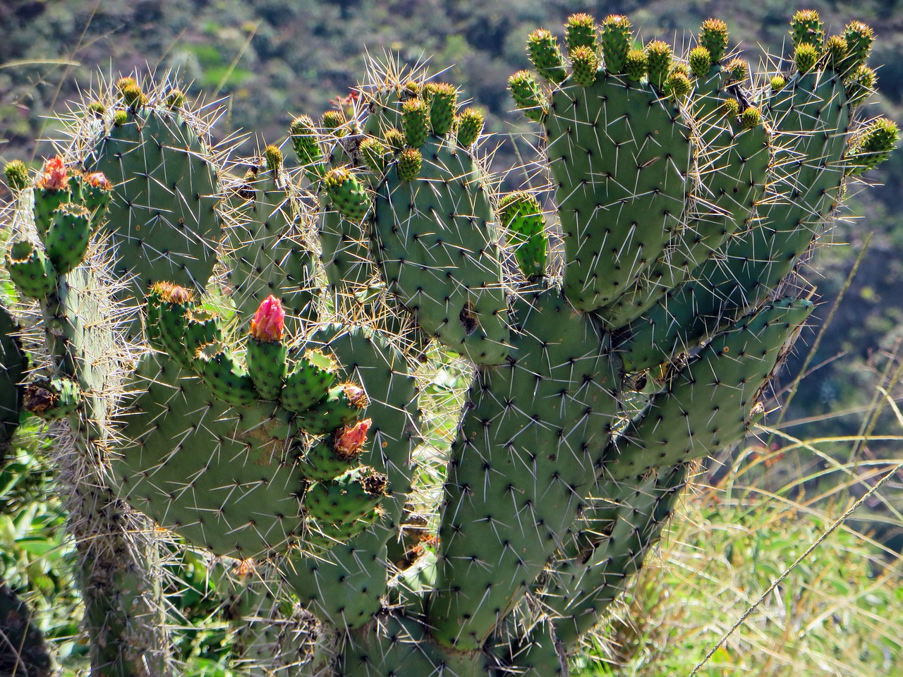 ecuador cactus flower free photo