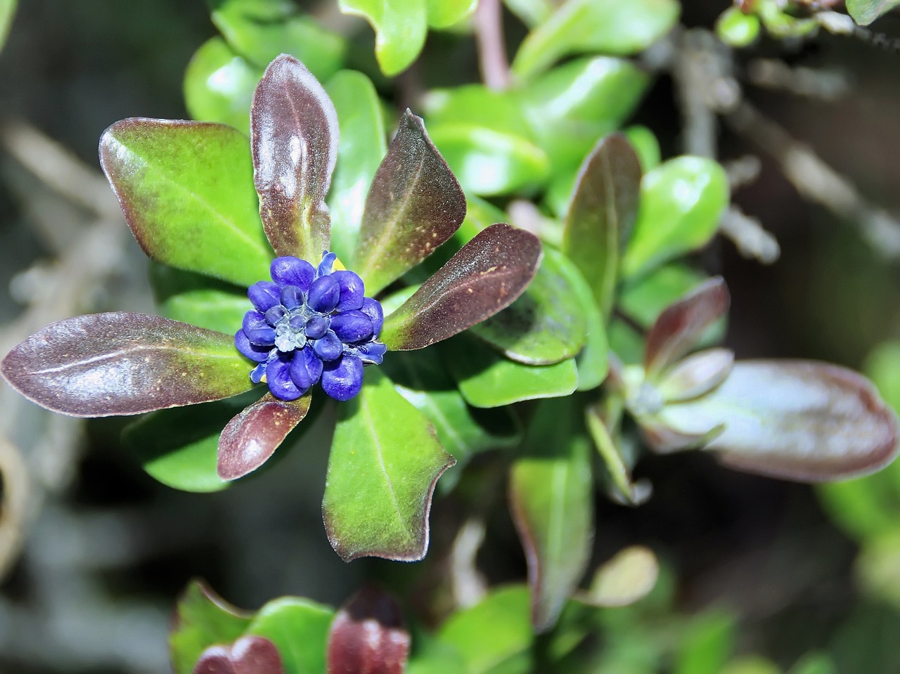 ecuador flower exotic free photo