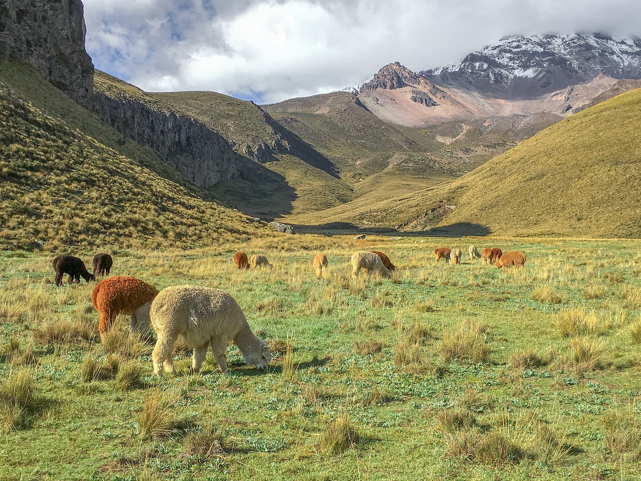 ecuador  plateau  alpacas free photo