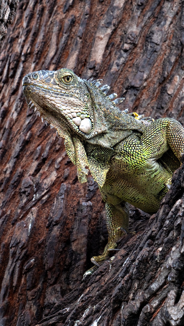 ecuador  iguana  reptile free photo