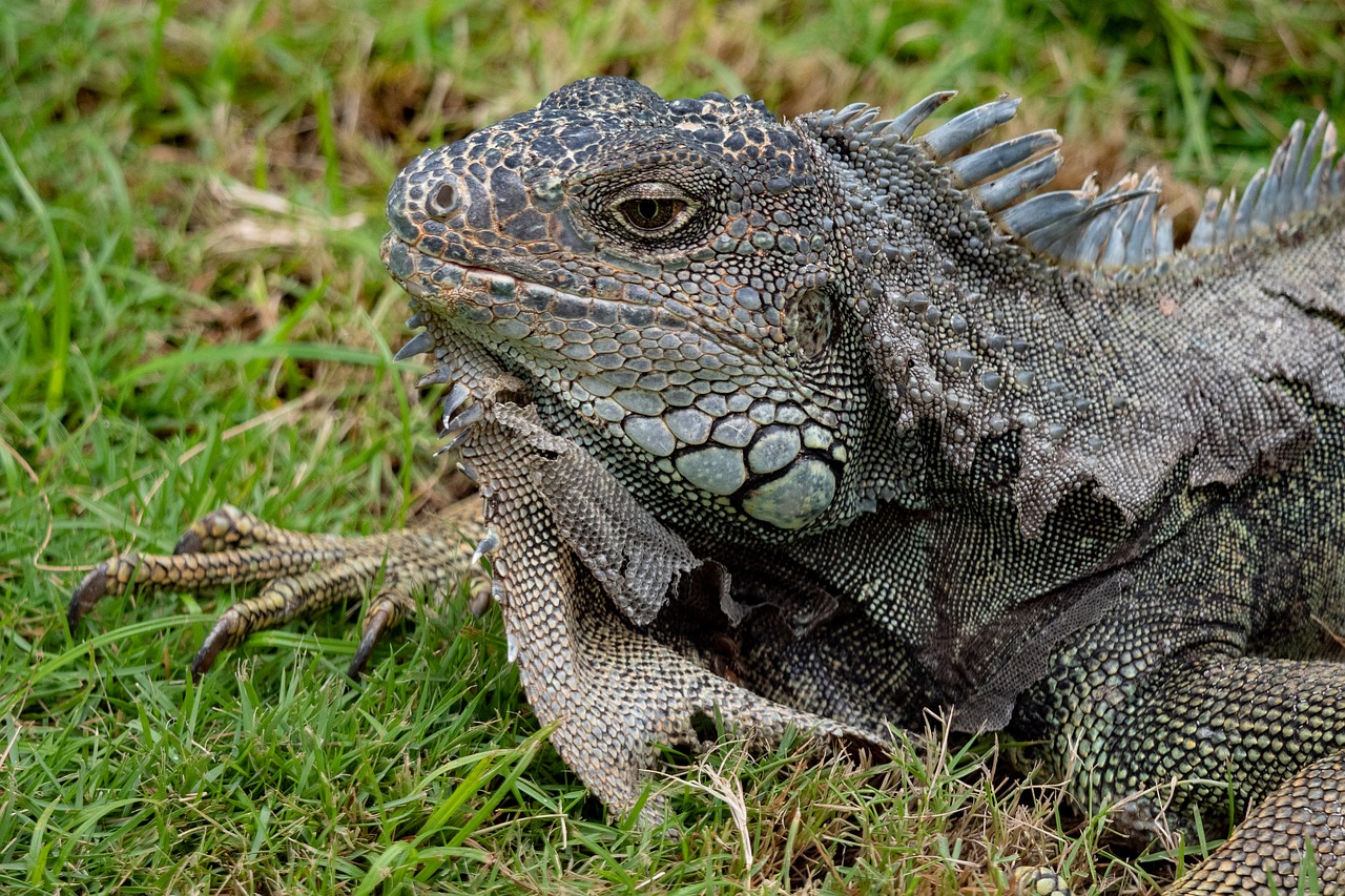 ecuador  iguana  reptile free photo