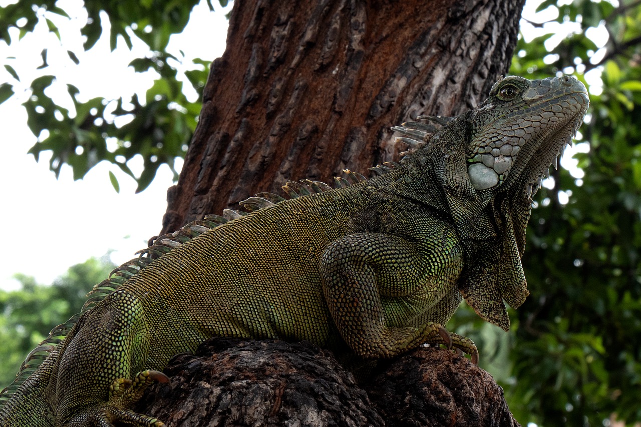 ecuador  iguana  reptile free photo