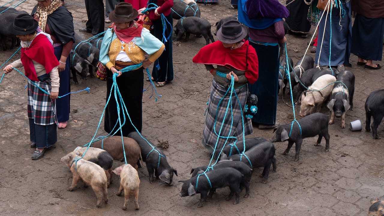 ecuador  guamote  animal market free photo