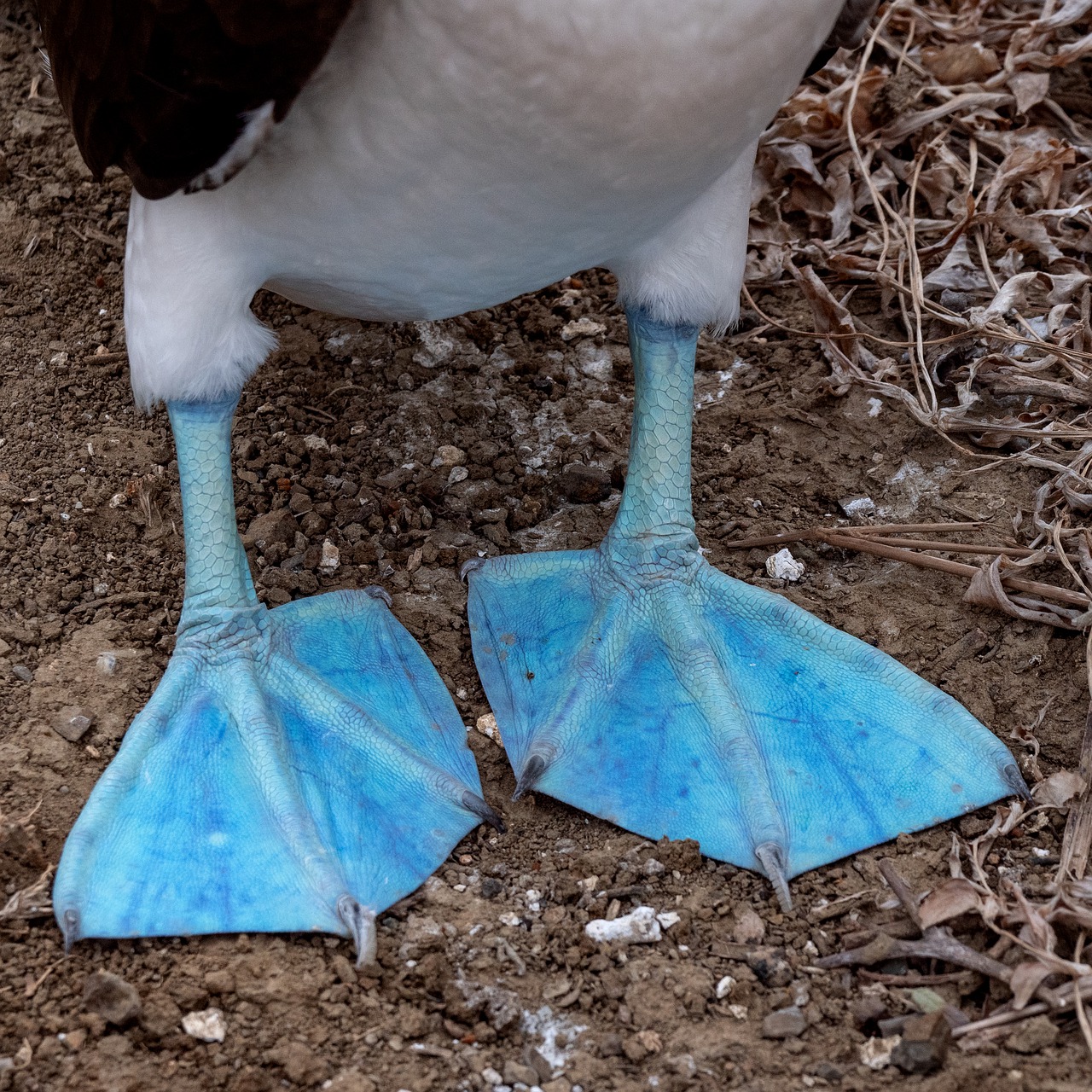 ecuador  blue-footed booby  blue-footed boobies free photo