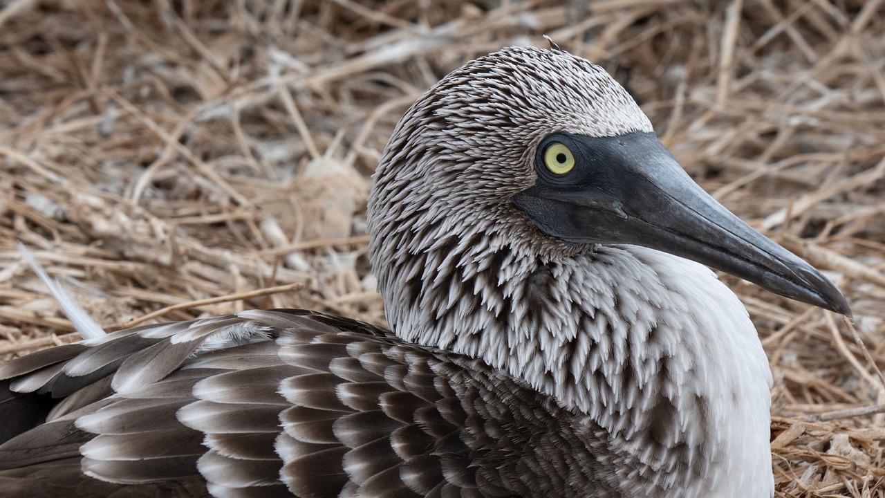 ecuador  blue-footed booby  blue-footed boobies free photo