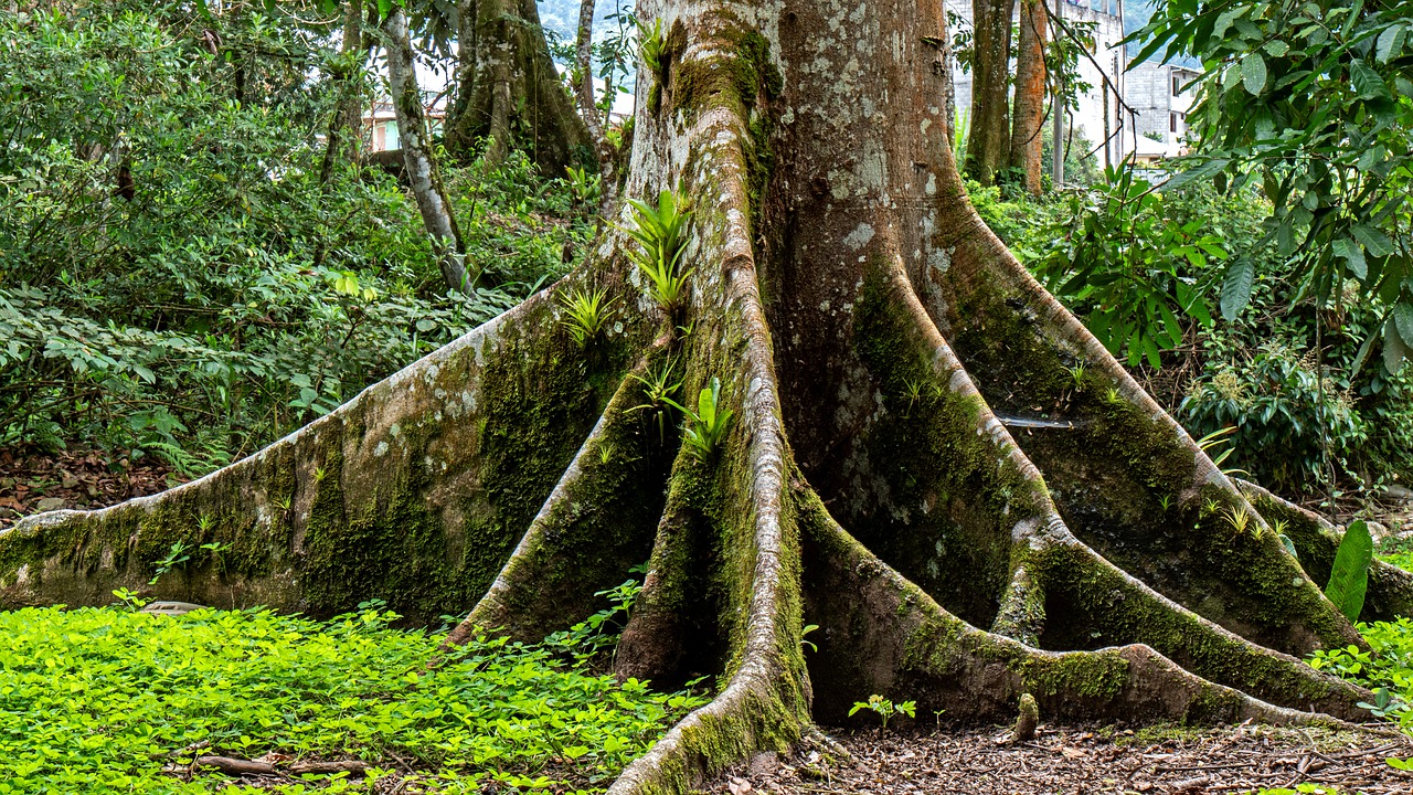 ecuador  rainforest  tree free photo