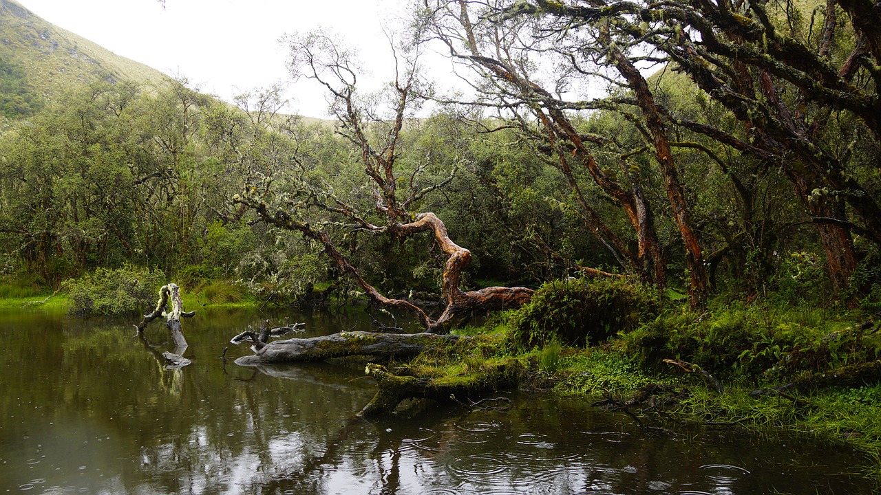 ecuador polylepis south free photo