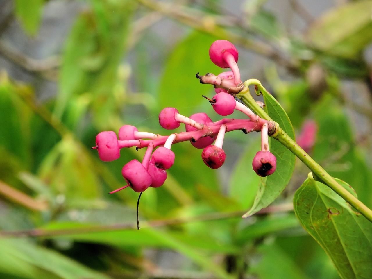 ecuador amazonie wild plant free photo