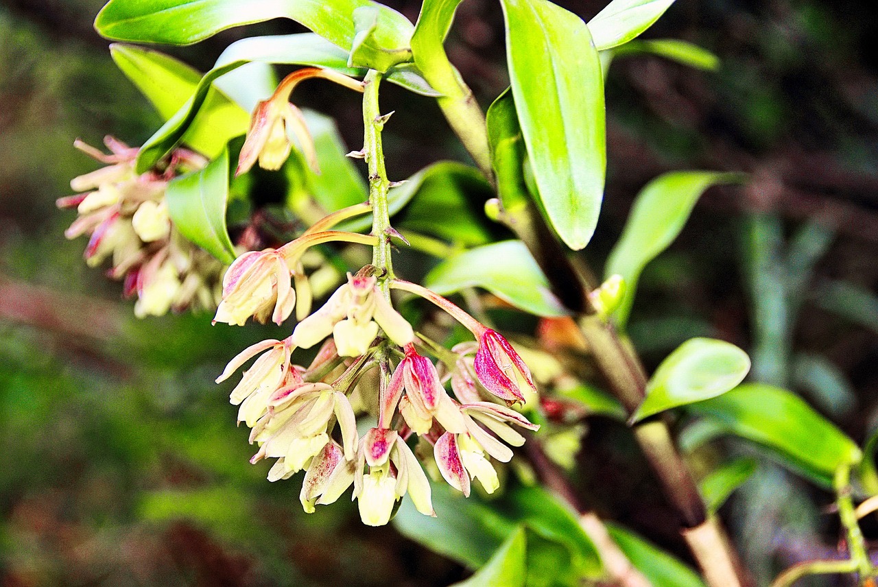 amazonie ecuador wild flower free photo