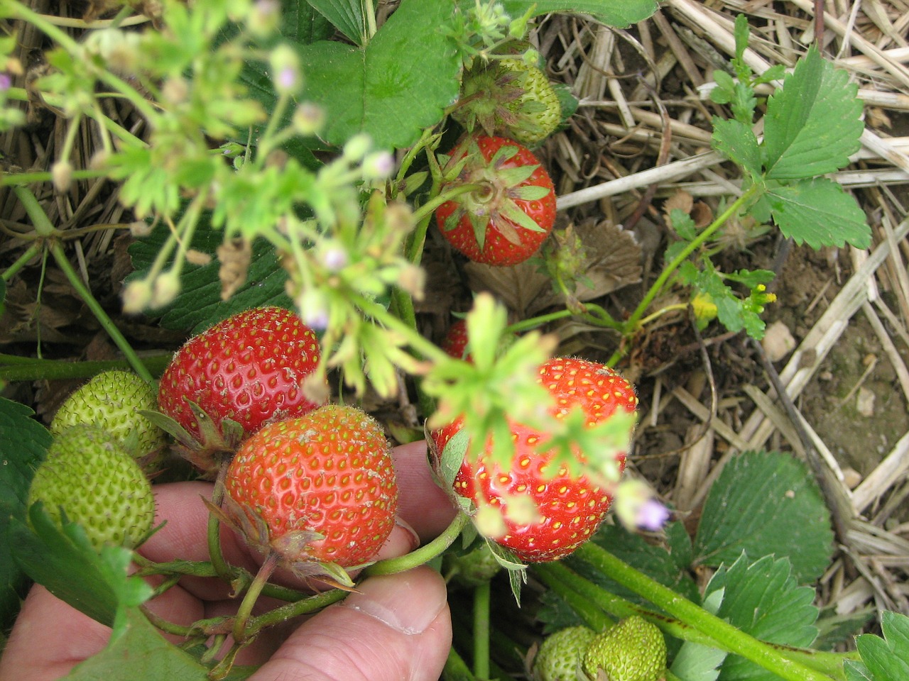 edbeere strawberries picked free photo