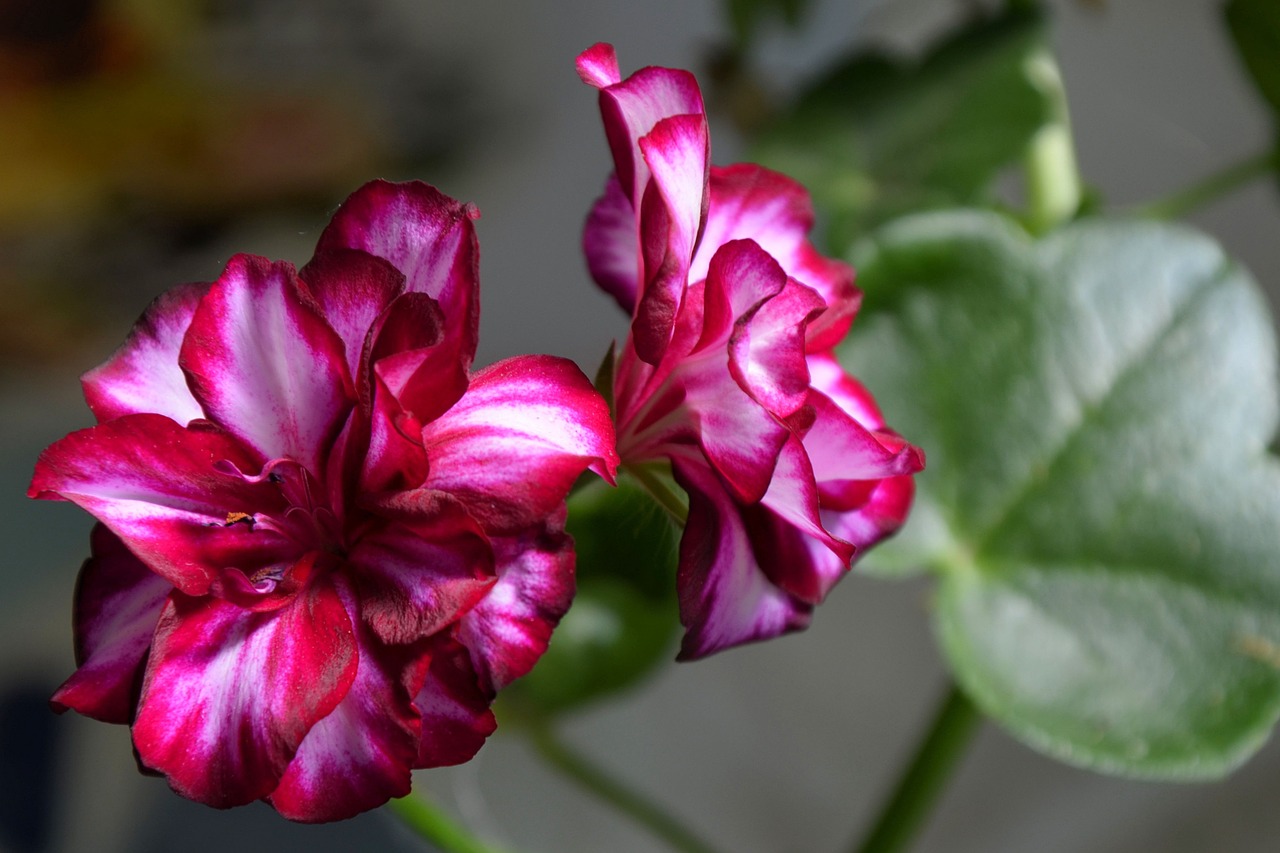 edelgeranie geranium blossom free photo