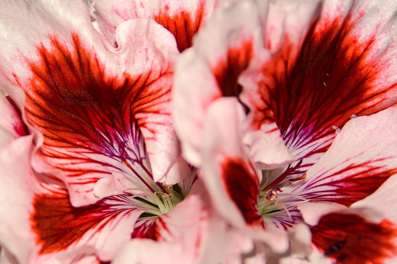 edelgeranie pelargonium flower free photo