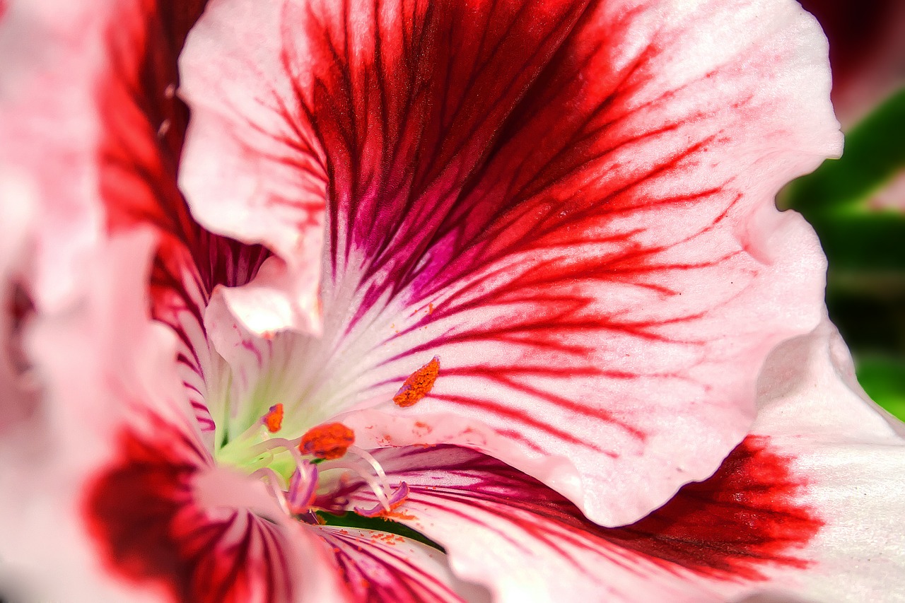 edelgeranie pelargonium flower free photo