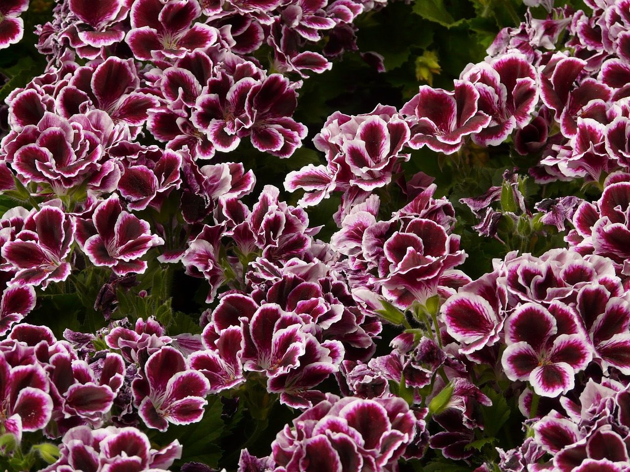 edelgeranie geranium geranium greenhouse free photo