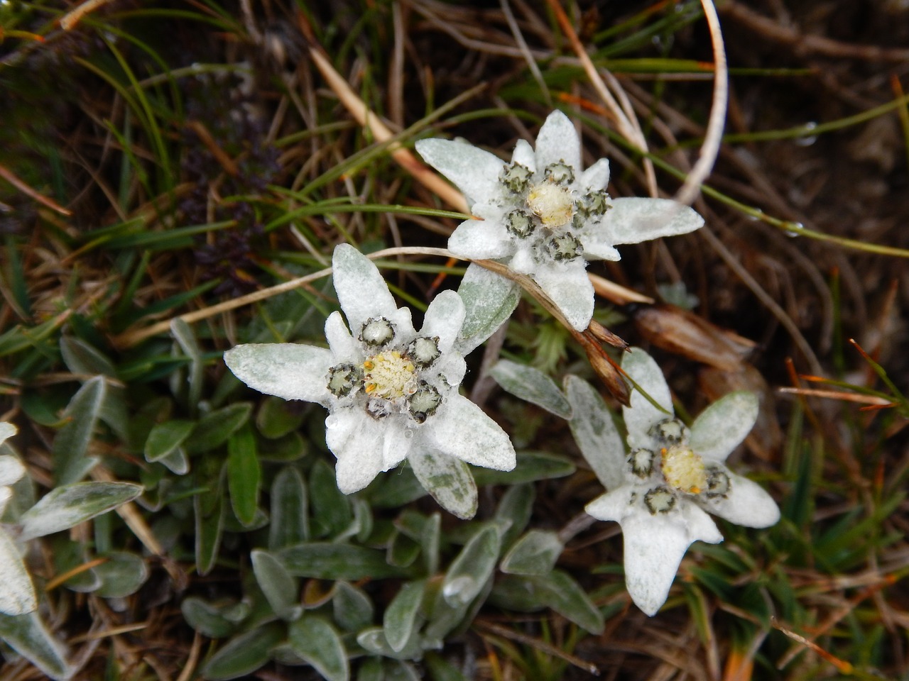 edelweiss alpine flower close free photo