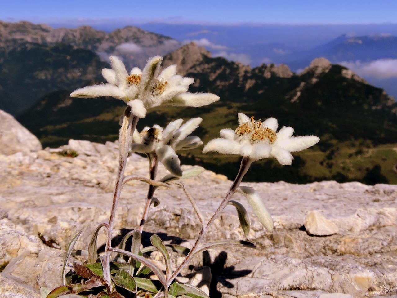 edelweiss flower rock free photo