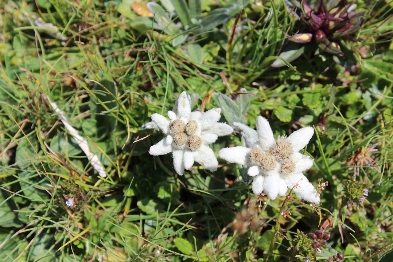 edelweiss austria wild flower free photo