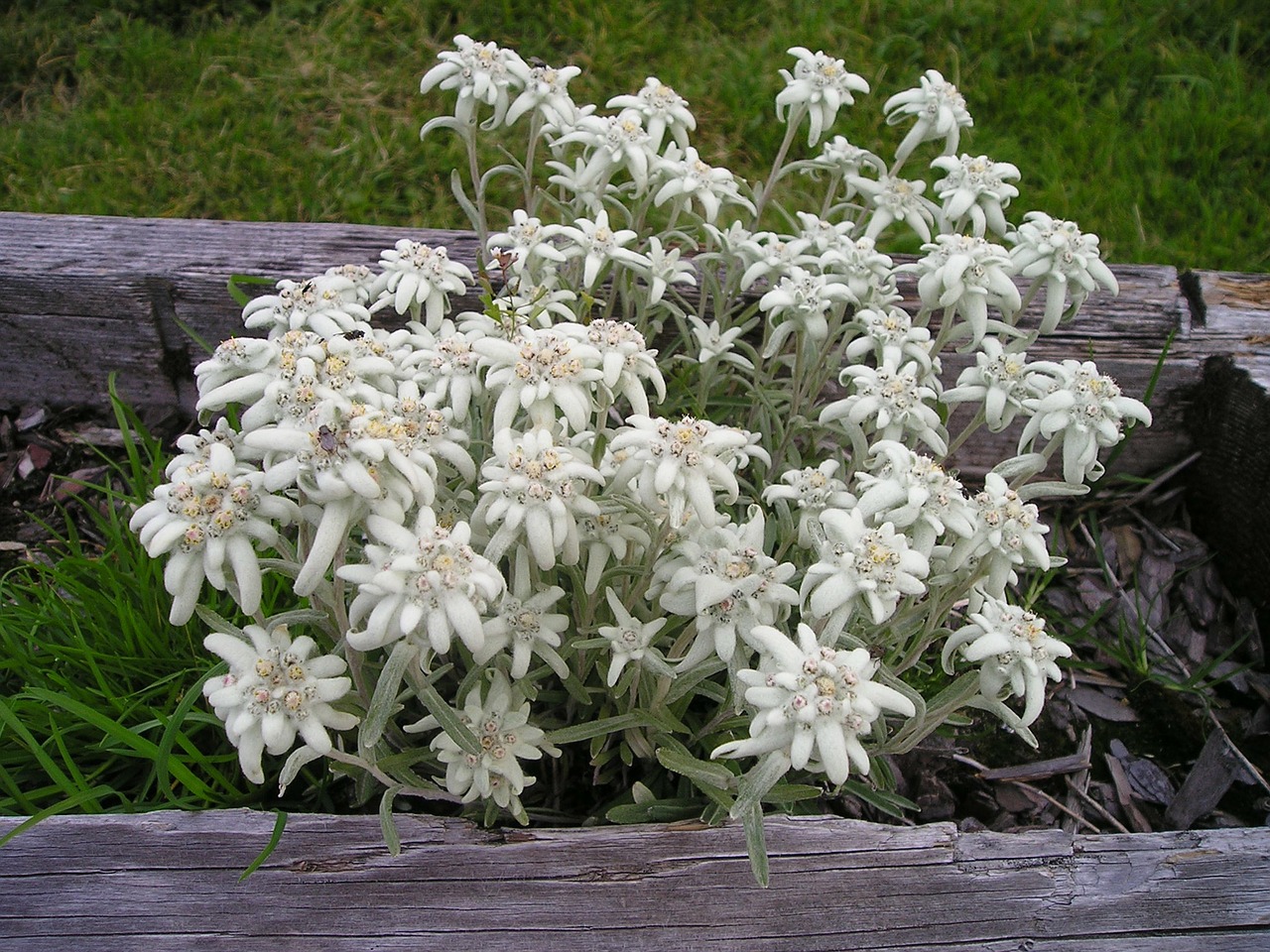 edelweiss alpine edelweiß alpine flower free photo