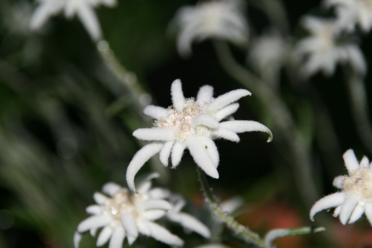 edelweiss fluffy white free photo