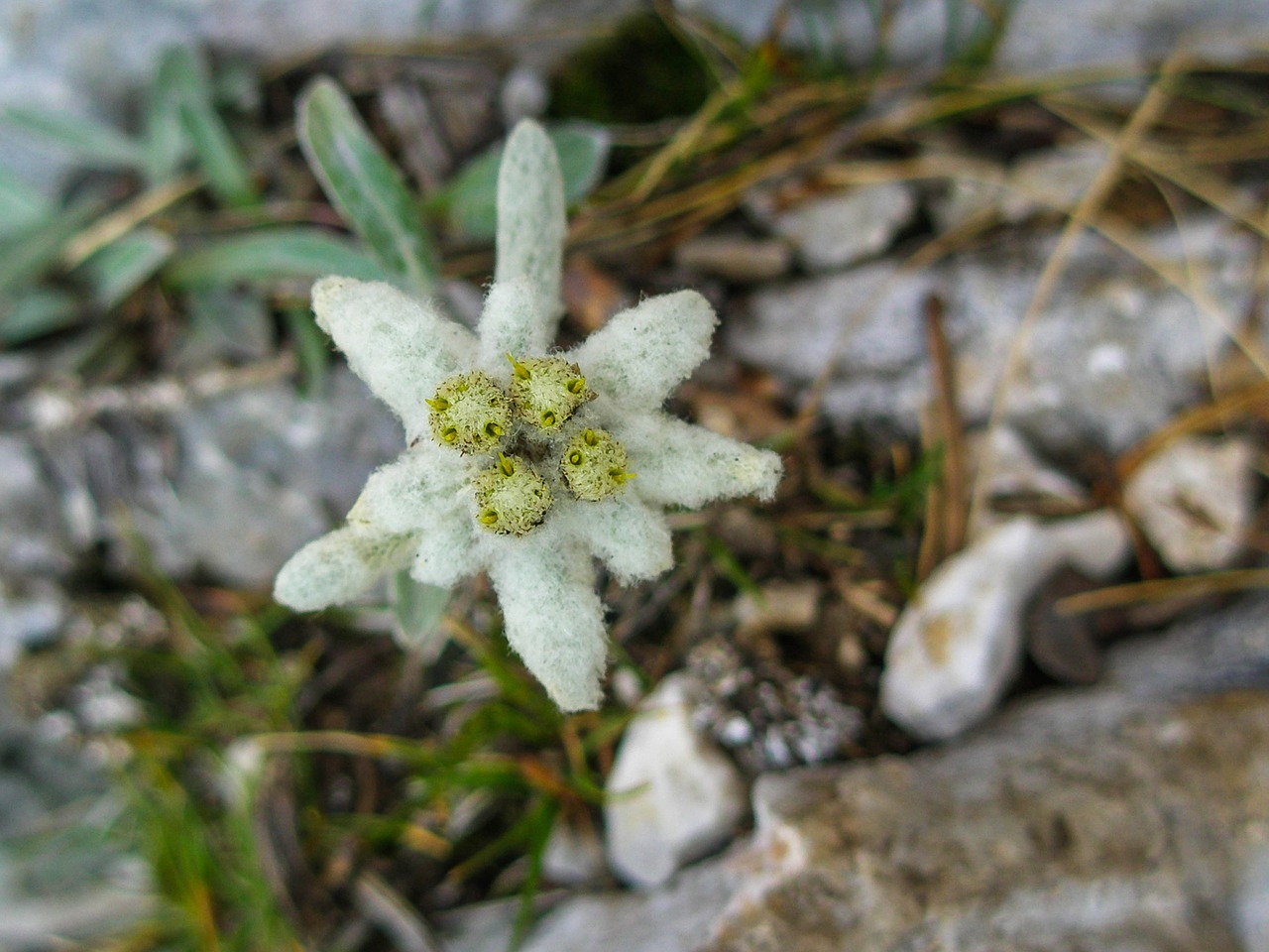 edelweiss alpine mountains free photo