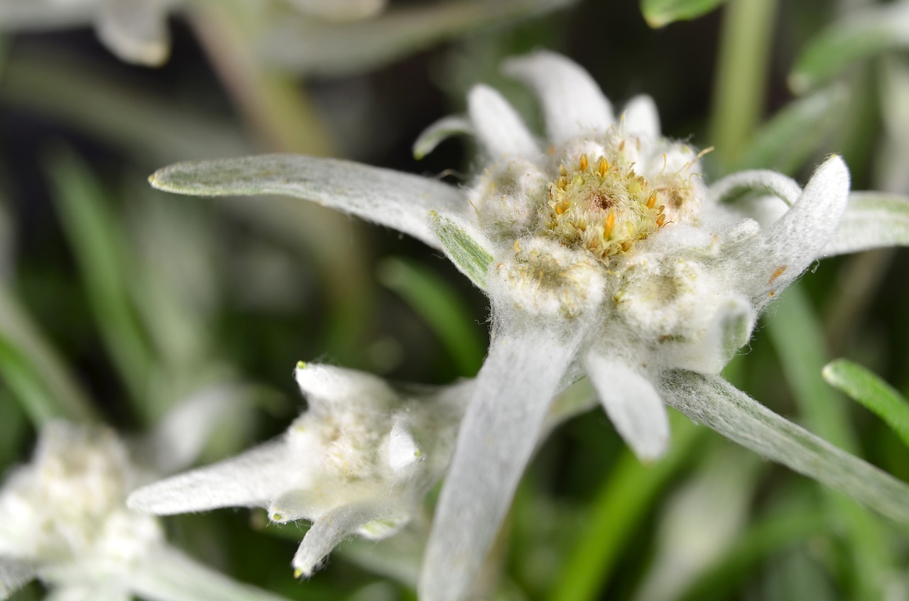 edelweiss edelweiss of the alps alpine flower free photo
