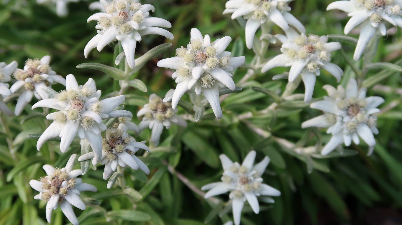 edelweiss swiss zermatt free photo