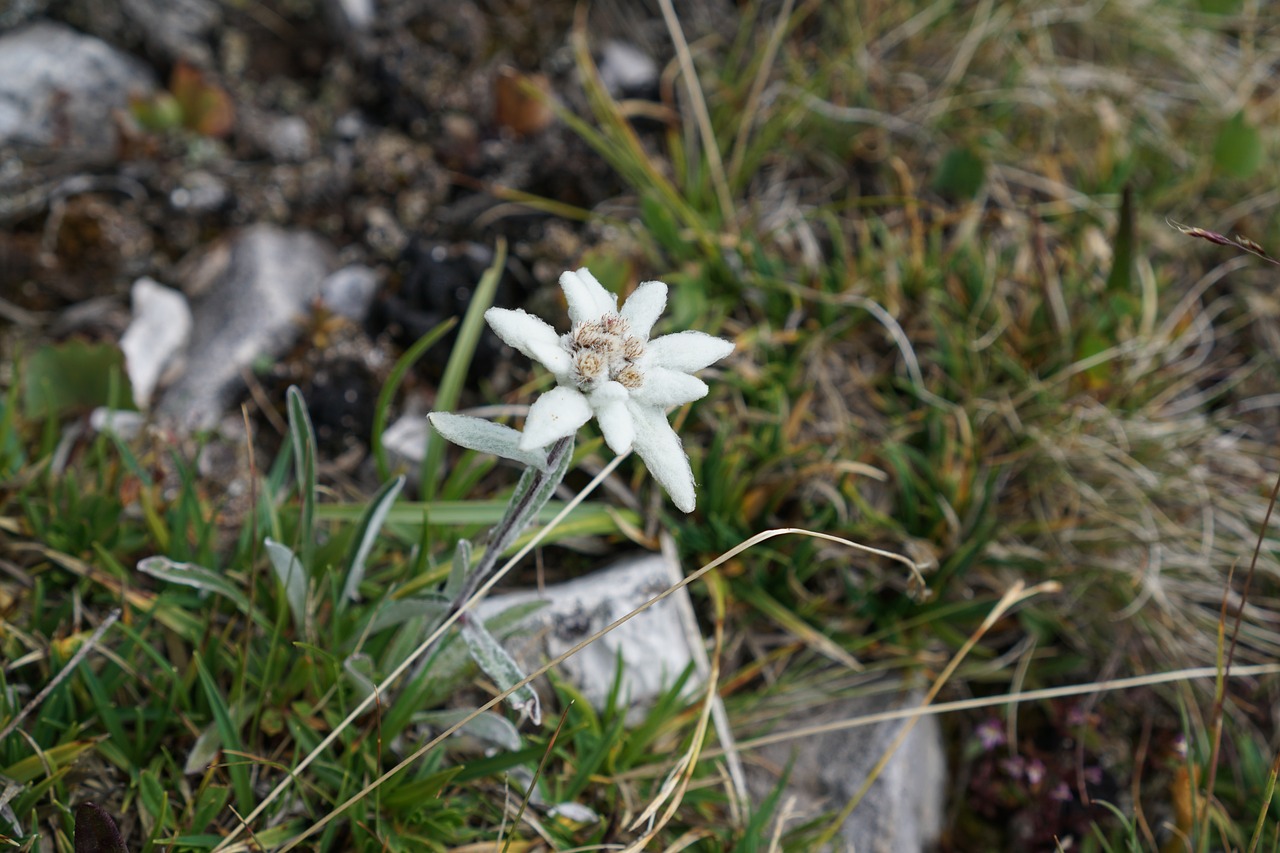 edelweiss alpine edelweiß leontopodium microdochium free photo