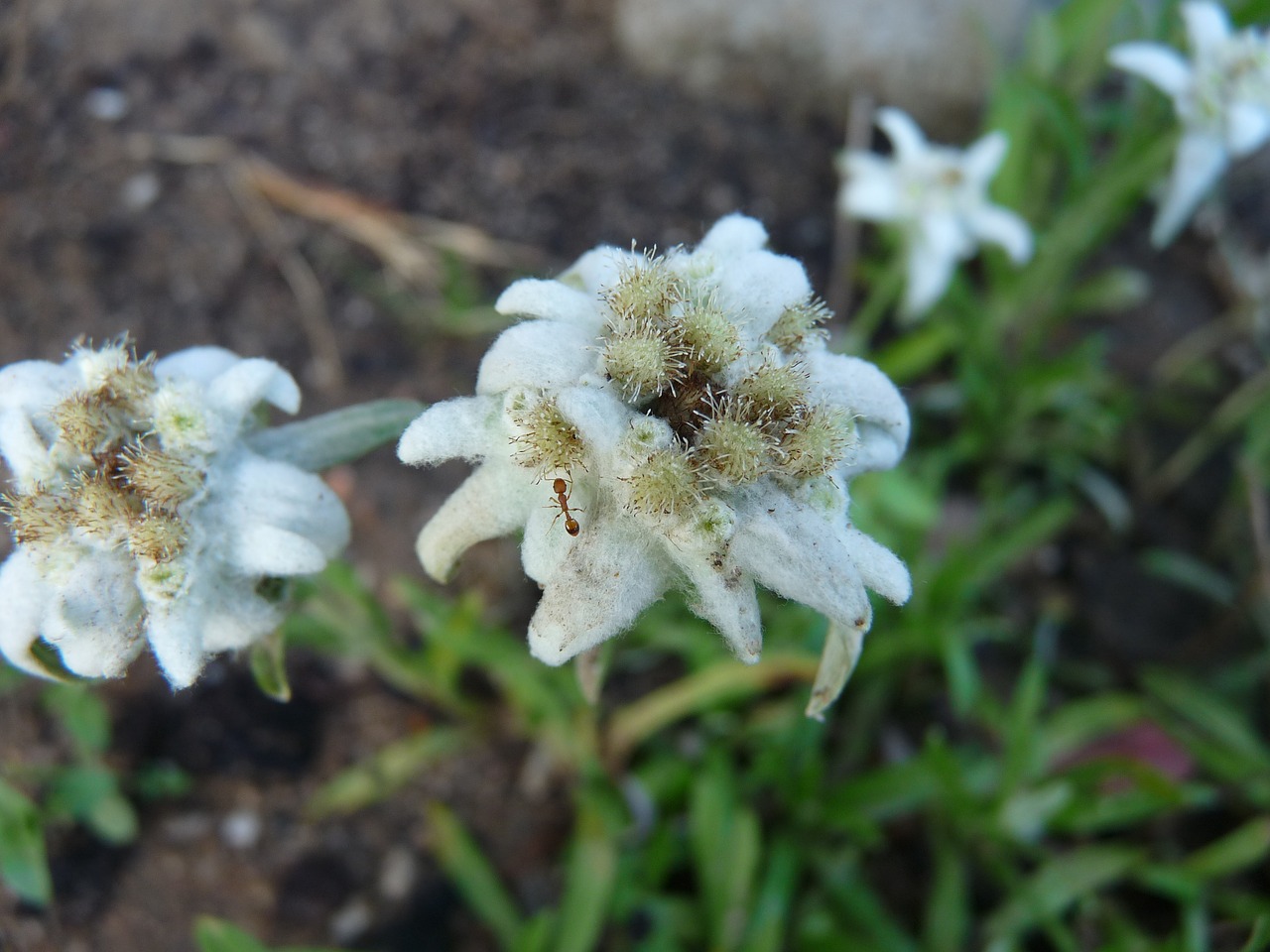 edelweiss ant flower free photo