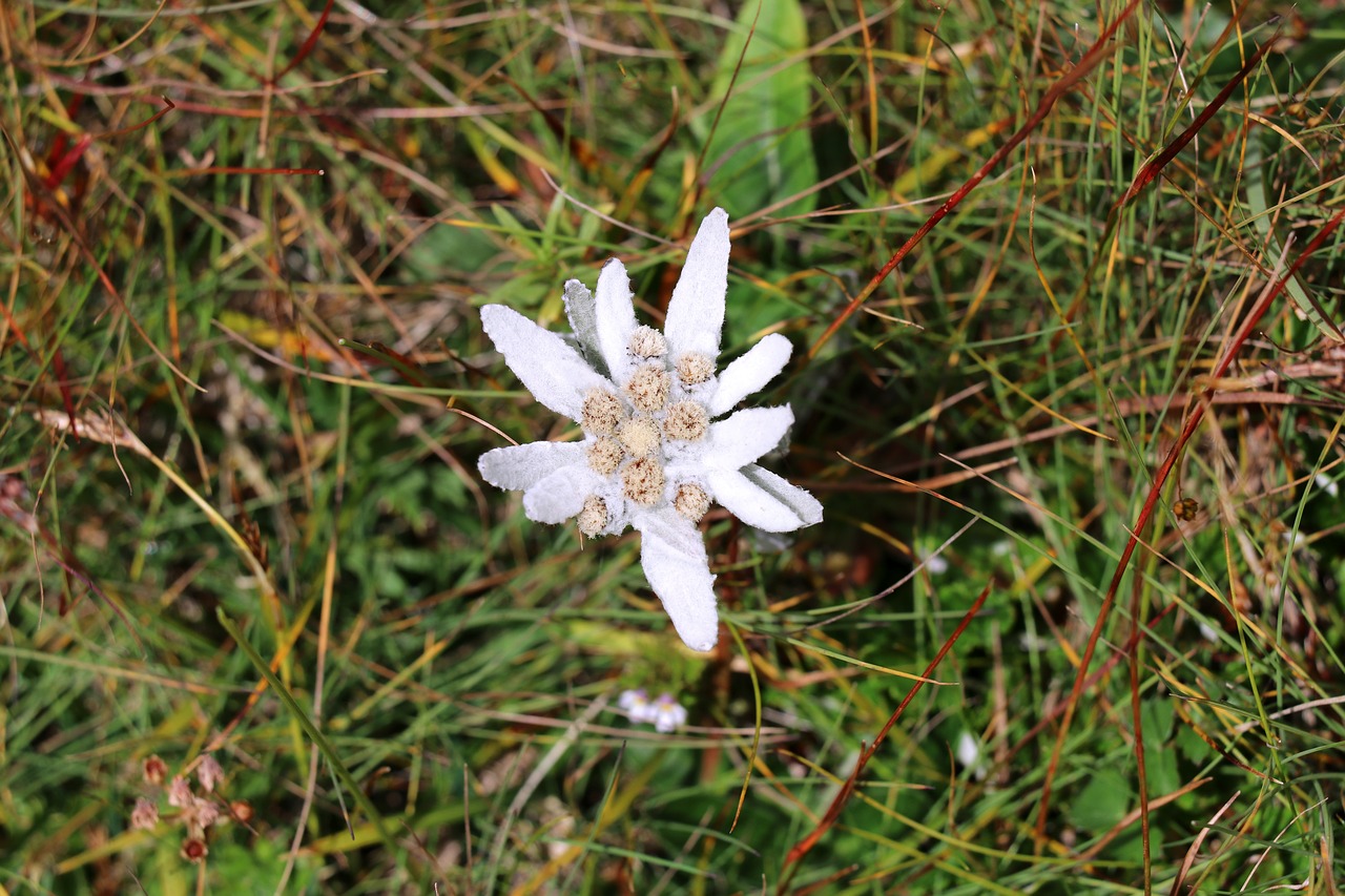edelweiss flower alpine edelweiß free photo