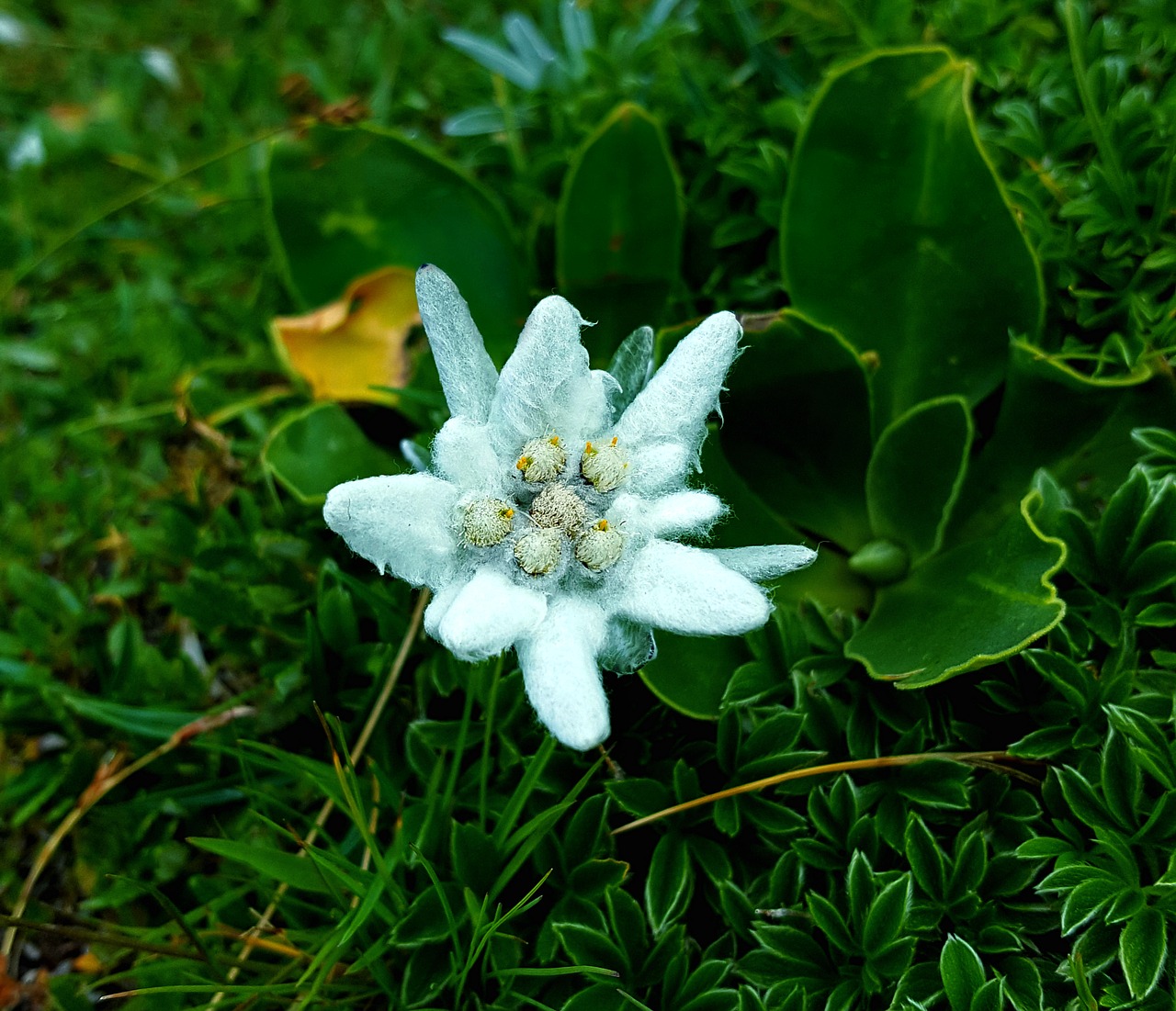 edelweiss mountains alpine flower free photo