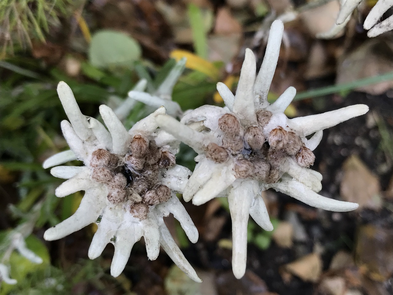 edelweiss flower plant free photo