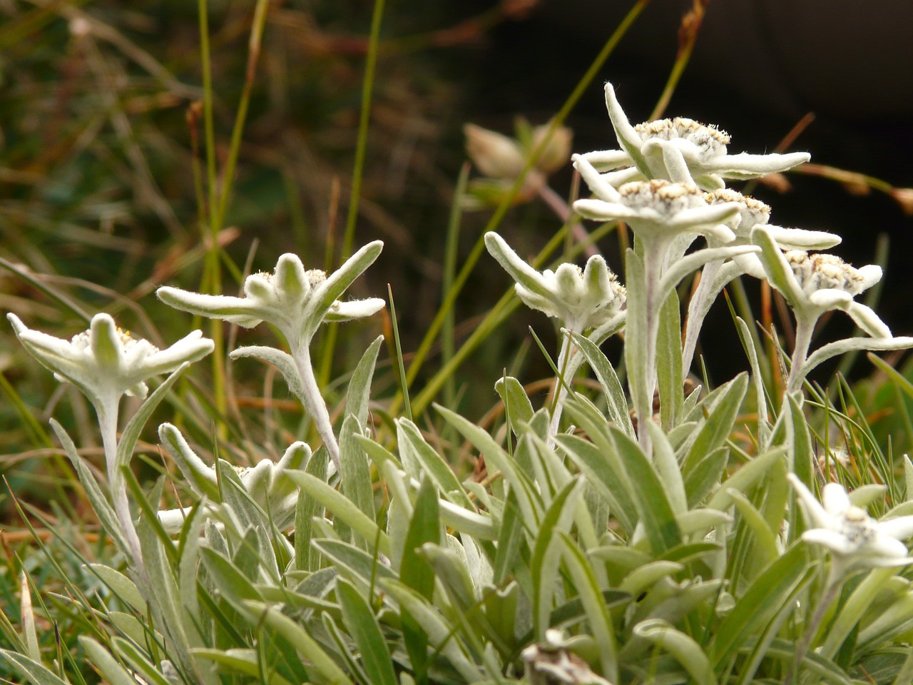 edelweiss alpine flower rarely free photo