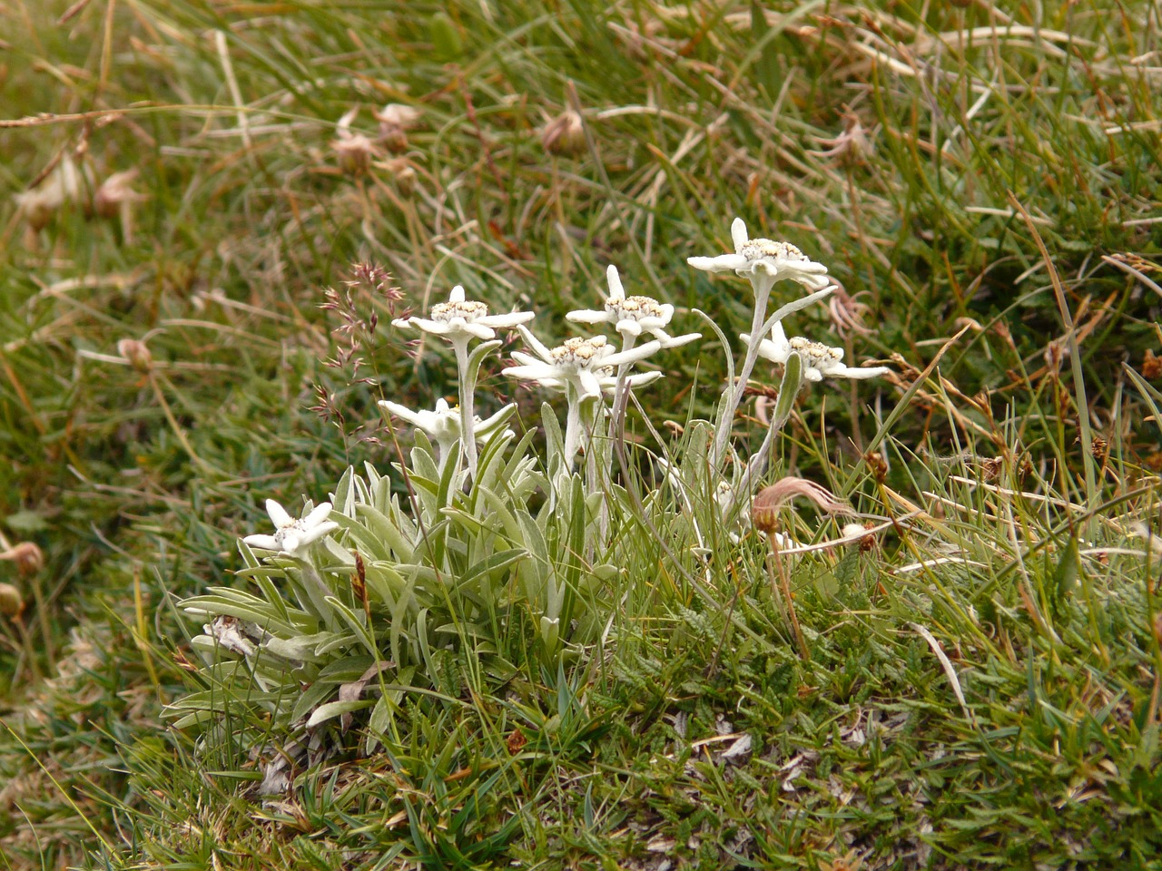 edelweiss alpine flower rarely free photo